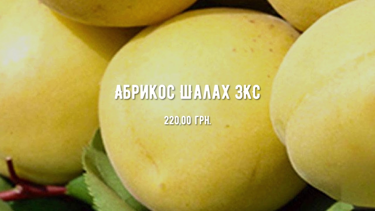 Абрикос Шалах Описание Фото Отзывы – Telegraph