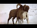 Animals Fight in Yellowstone - ASMR | Yellowstone Live