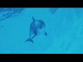 So long and thanks for all the fish - youtube