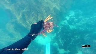 Crayfish Catch Method 2: Lure