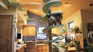 Man Turns His House Into Indoor Cat Playland and Our Hearts Explode