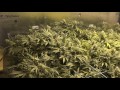Room B - Green Crack Cannabis Grow - Day 49 of Flower