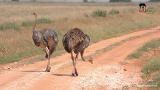 Thousands of Quelea, Ostrich Eating Stones | On Safari In Tsavo East #7