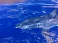 Great White Shark caught on tape by two Fishermen near Kaena Point, Hawaii, January 12, 2012 Great White Shark caught on tape by two Fishermen near Kaena Point, Hawaii, January 12, 2012