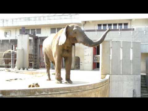 愛媛県立とべ動物園の象（２００９．０２．２８）