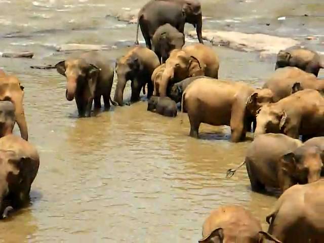 Bathtime at Pinnawela elephant orphanage, Sri Lanka