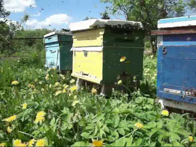 Наращиванье пчелиной семьи Наращиванье пчелиной семьи