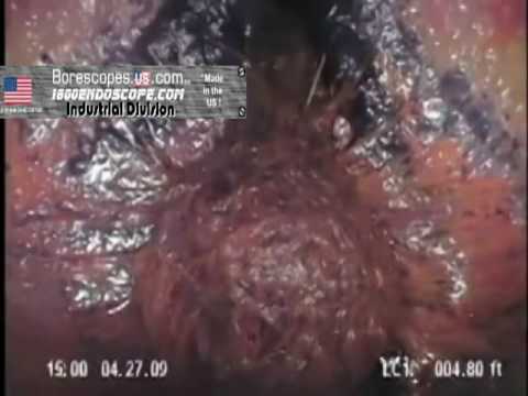 Borescope Finds Strange New Life forms in Sewer Pipe ! What is it?