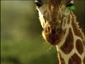 Fooled by Nature - Giraffe's Blue Tongue