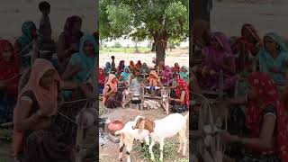 Rajasthani Village Women Spinning Wool Under Neem Tree Traditional Charkha Scene