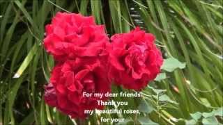 Watch Yusuf Islam All Kinds Of Roses video