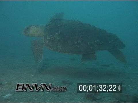 7/4/2005 Wreck Of The Baja California, Gulf of Mexico Shipwreck