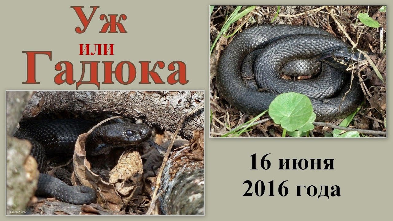 Как выглядит уж скрещенный с гадюкой