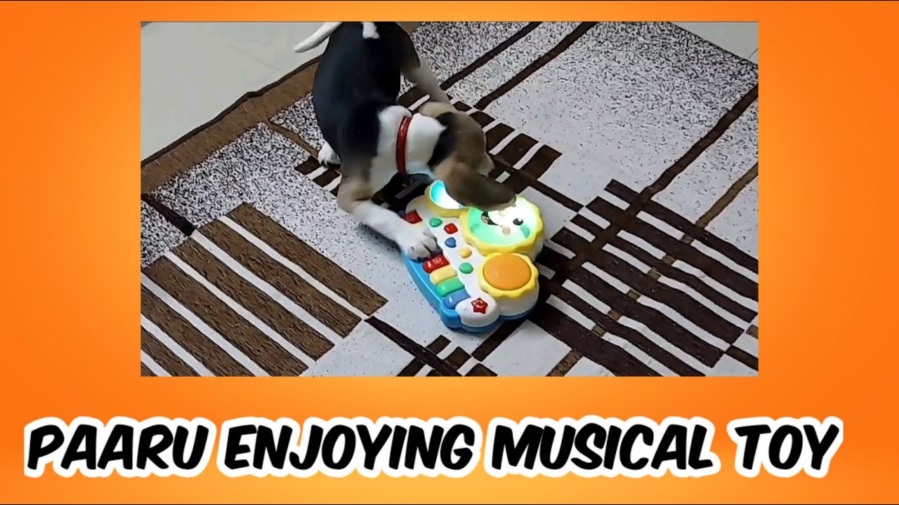 Paaru the beagle puppy playing music.