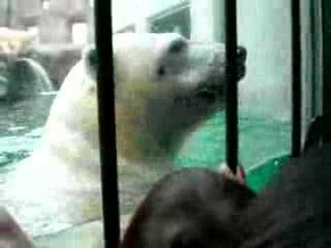 白熊＠旭山動物園