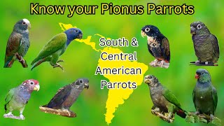 Know Your Pionus Parrot All 8 Species Of Pionus Pionus Parrots Details South American Parrots