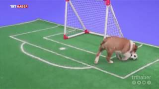 İngiliz taraftarlar için alternatif fikstür: Köpek yavrusu futbolu
