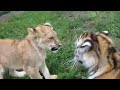 tigre vs leon batalla