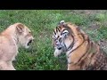 tigre vs leon batalla