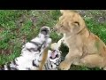 tigre vs leon batalla
