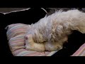 Chelsea (Maltese dog) cleaning her 3 cute male puppies (4)