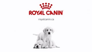 Royal Canin Puppy