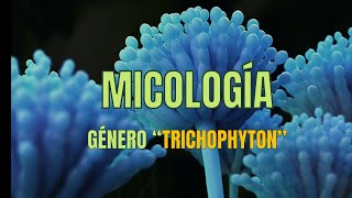 Género Trychophyton Micología Tema 6 Microbacter