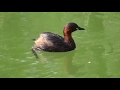 Oasi naturalistica "La Madonnina" - Sant'Albano Stura
