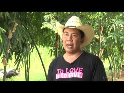 การปรับเปลี่ยนอาชีพการเลี้ยงไก่งวง มหาสารคาม