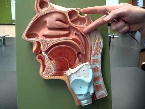 Upper Respiratory System 1 - YouTube