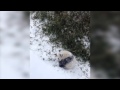 Raw: National Zoo Pandas Frolic in the Snow