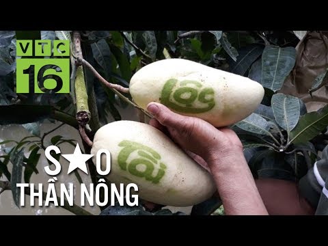 “Ông đồ” vẽ thư pháp trên trái xoài I VTC16