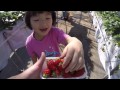 いちご狩り 2015 Strawberry Picking