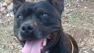 Ma Miss Staffie Dog Samuse A Fond Dans Sa Piscine Avant Le Voyage Népal