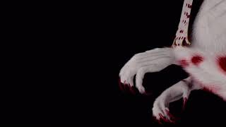 Amv - Lucy Lacemaker