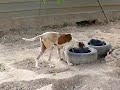 Dusty: DUO-Ibiza Tierhilfe Tierschutz Tierheim Hun