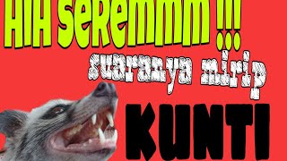 Ternyata begini suara musang