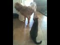 Cat bullies dog.