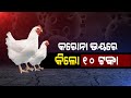 Coronavirus Scare: Chicken Available At Rs 10 Per Kg In Konar...