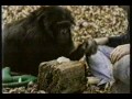 BBC Horizon — 'Chimp Talk'