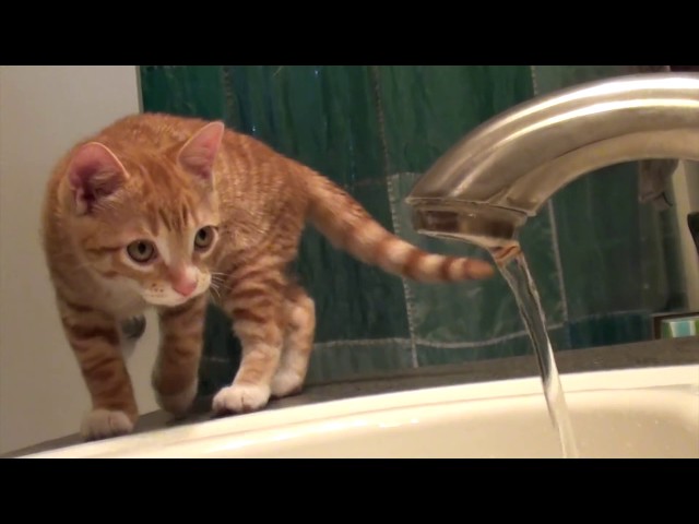 7 Signs That Cats Are Scientists - Video