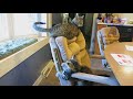NINJA CATS! There's absolutely NOTHING MORE FUNNY! - Impossible TRY NOT TO LAUGH compilation