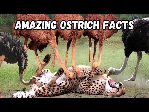 5 Amazing Ostrich Facts You Won't Believe! 🦩🌟