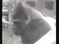 * GORILLA ATTACK * - INTENSE! WATCH! * HD * B13