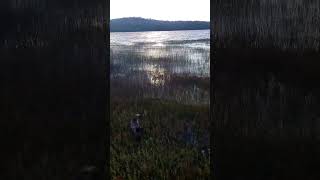 Deutsch Drahthaar Exploring Swamp