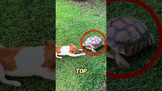 So Cute The Turtle Wont Let Go Of His Dog Friend