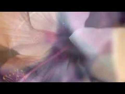 Oil Of Angels Video