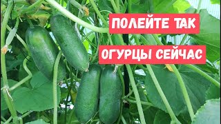 Даже Дохлые Огурцы Оживают, Зеленеют И Плодоносят Без Остановки, Подкормите Этим!