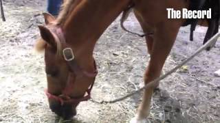Watch Trick Pony Spent video