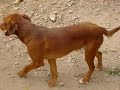 Kuby: DUO-Ibiza Tierhilfe Tierschutz Tierheim Hund